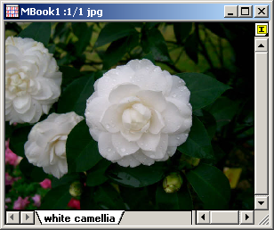 Example of Lookup Table_options(original)